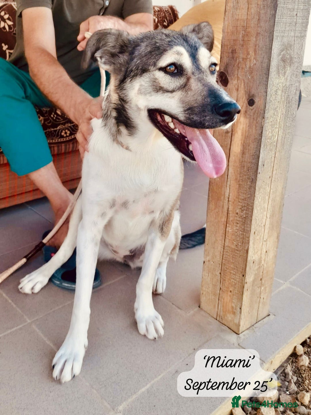 Mixed Breed dogs for adoption: Miami, 1 yr approx. Available for adoption. - Image 2
