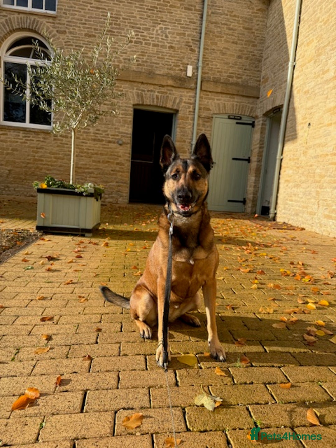 German Shepherd dogs for adoption: Adopt beautiful Skye! - Advert 3