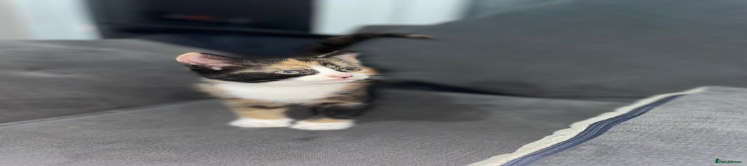 Mixed Breed Kitten 4