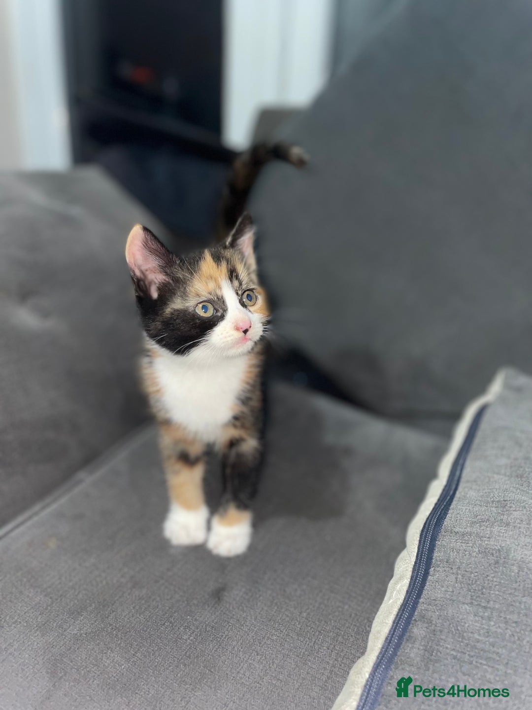 Mixed Breed cats for sale: I have 6 beautiful kittens  - Image 2