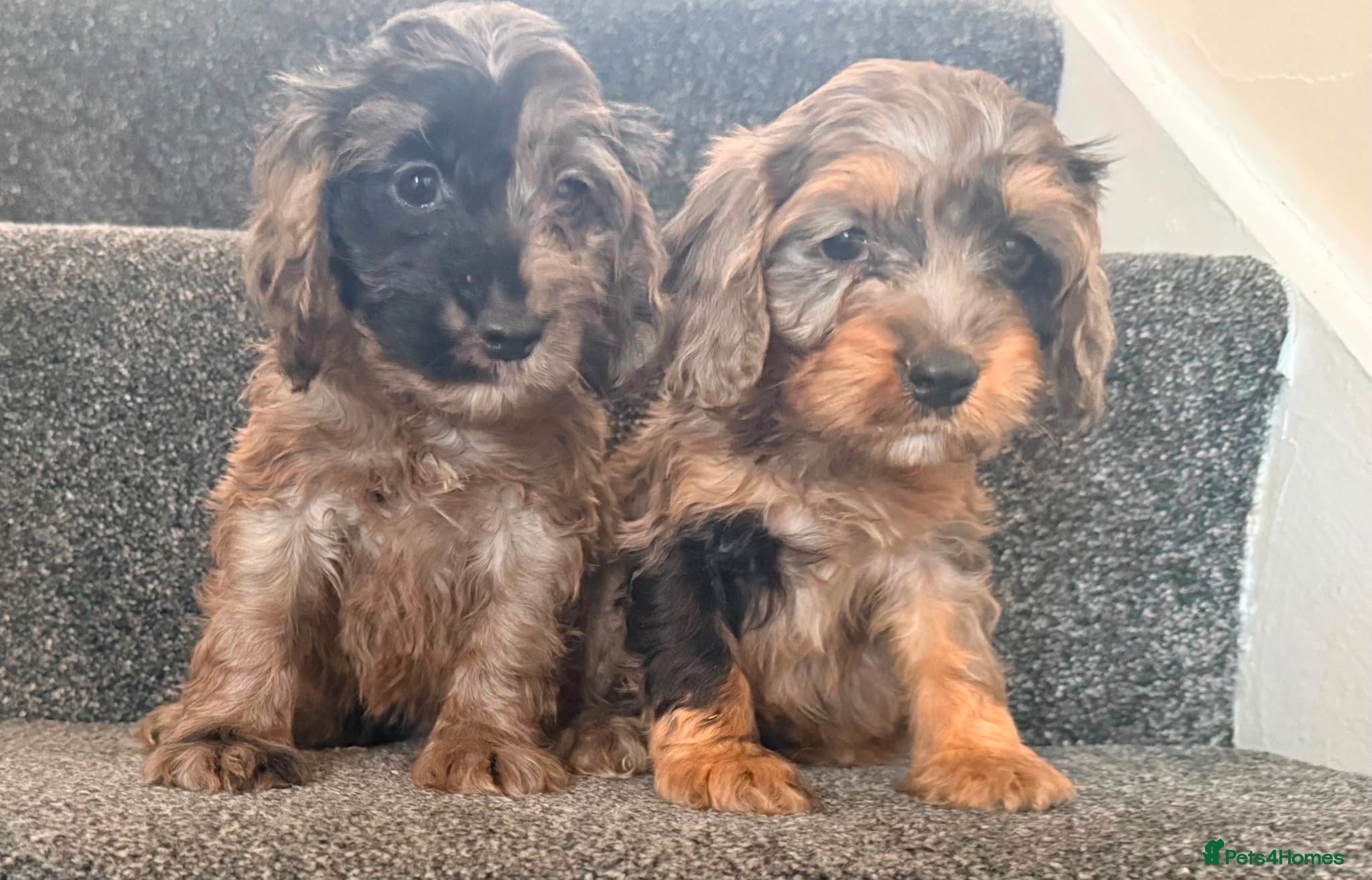 Cockapoo dogs for sale: Beautiful puppies - Advert 6