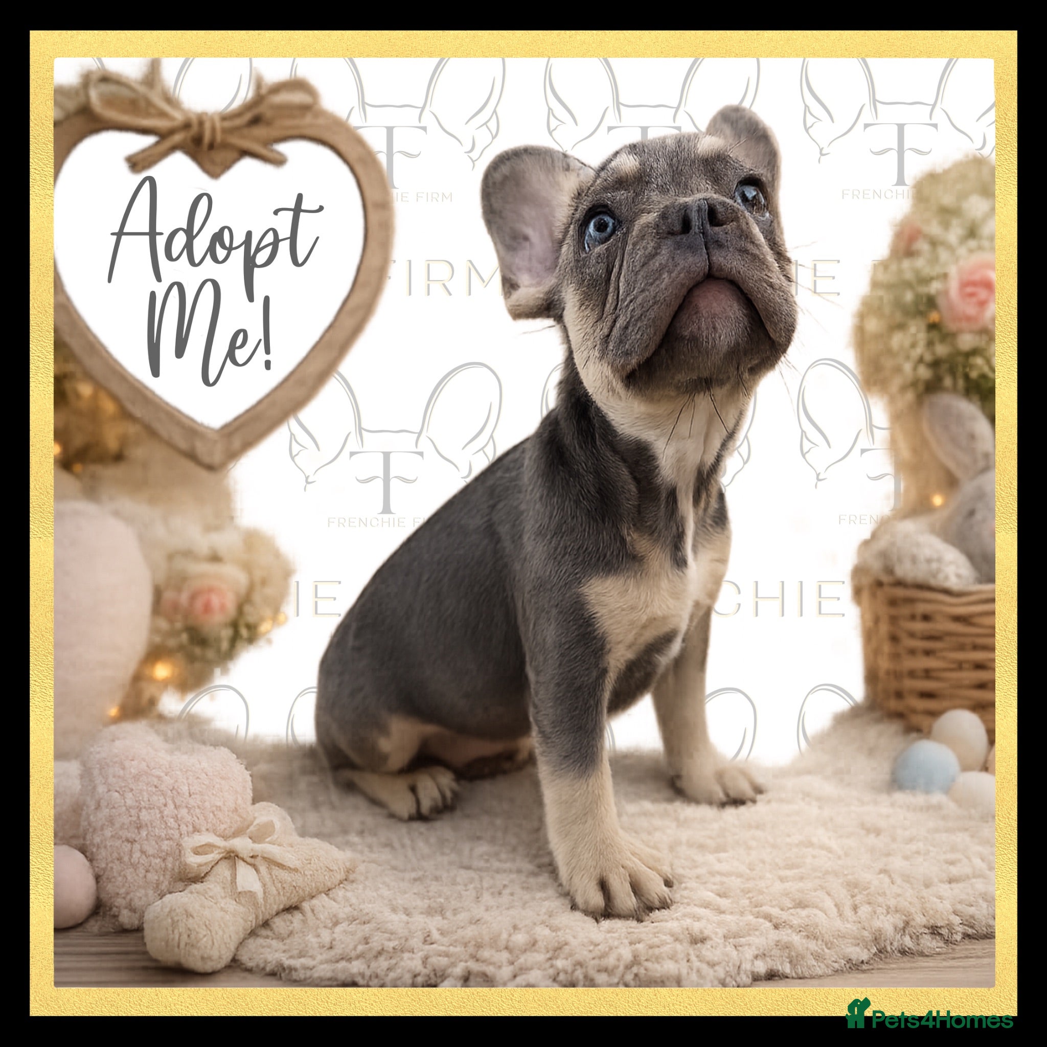 French Bulldog dogs Excellent Bloodline KC French Bulldogs A** Tested - Advert 2