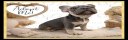 French Bulldog dogs for sale: Excellent Bloodline KC French Bulldogs A** Tested - Advert 1