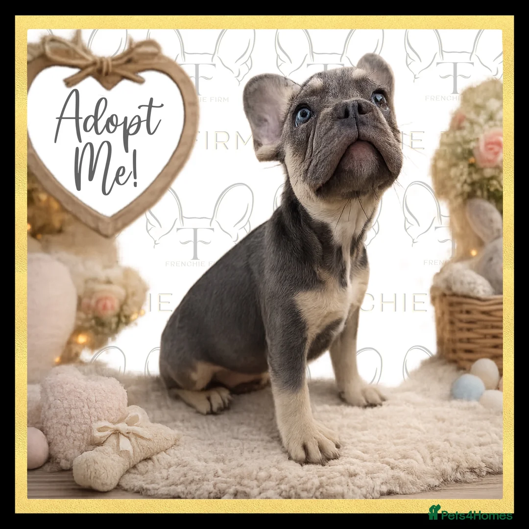 French Bulldog dogs for sale: Excellent Bloodline KC French Bulldogs A** Tested - Advert 1