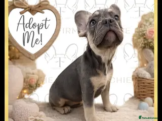 French Bulldog dogs Excellent Bloodline KC French Bulldogs A** Tested - Advert 1