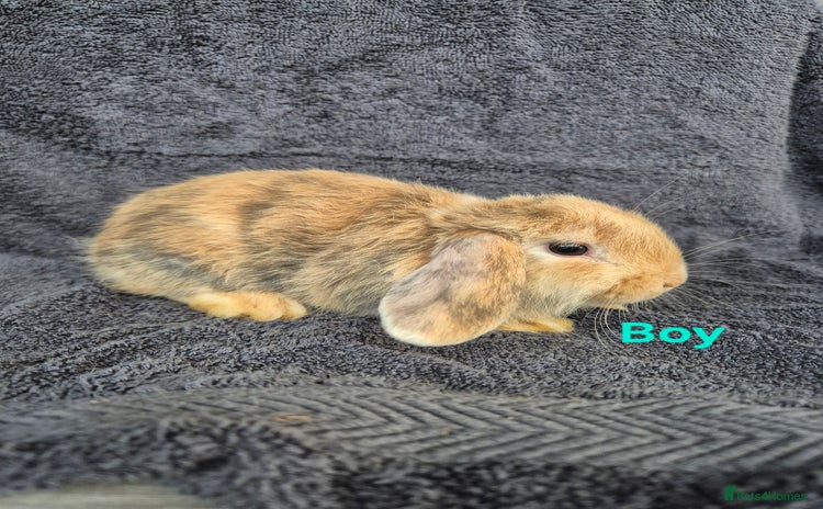 Mini Lop rabbits in Launceston - Advert 4
