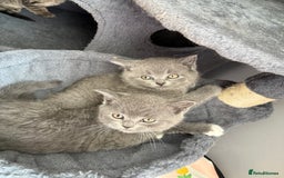 British Shorthair cats for sale: 6 Gorgeous British Shorthairs for sale  - Image 13