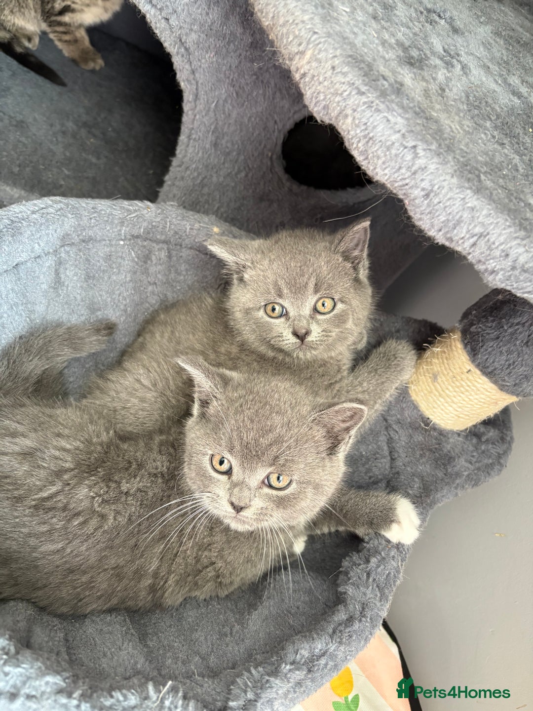 British Shorthair cats for sale: 6 Gorgeous British Shorthairs for sale  - Image 13
