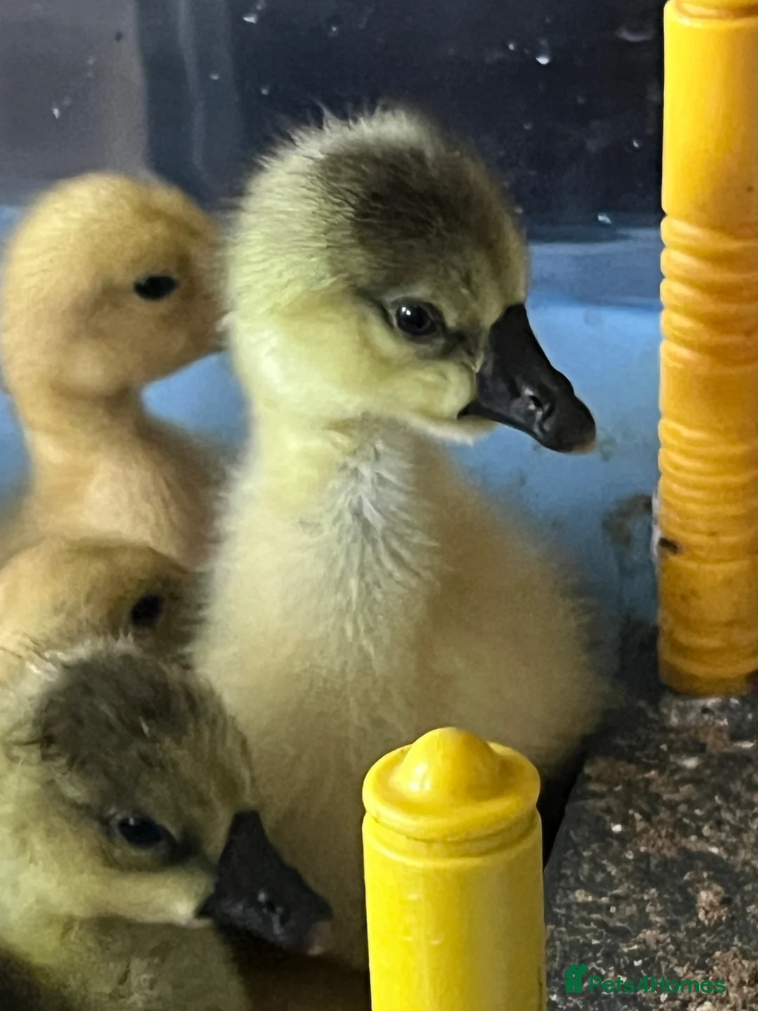 Geese poultry for sale: Chinese Goslings in Bolton  - Advert 1