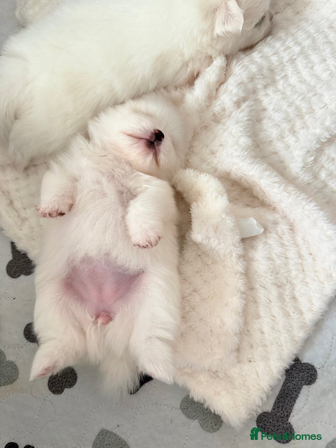 Pomeranian dogs for sale: Pom bears looking for loving homes❤️ - Image 24