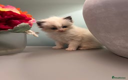 Ragdoll cats for sale: Chunky Quality EU Ragdoll babies - Image 15