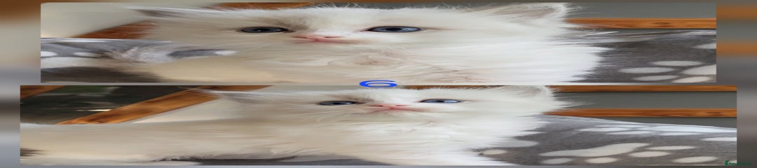 Ragdoll Kitten 6