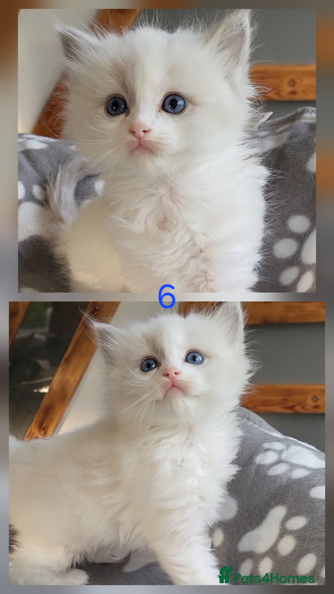 Ragdoll cats for sale: HCM/PKD clear ragdoll boys - Image 14