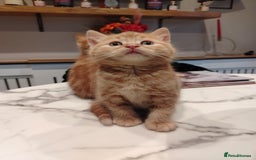 British Shorthair cats for sale: Cuddly Ginger Kitten Waiting for You 🐾 - Image 5