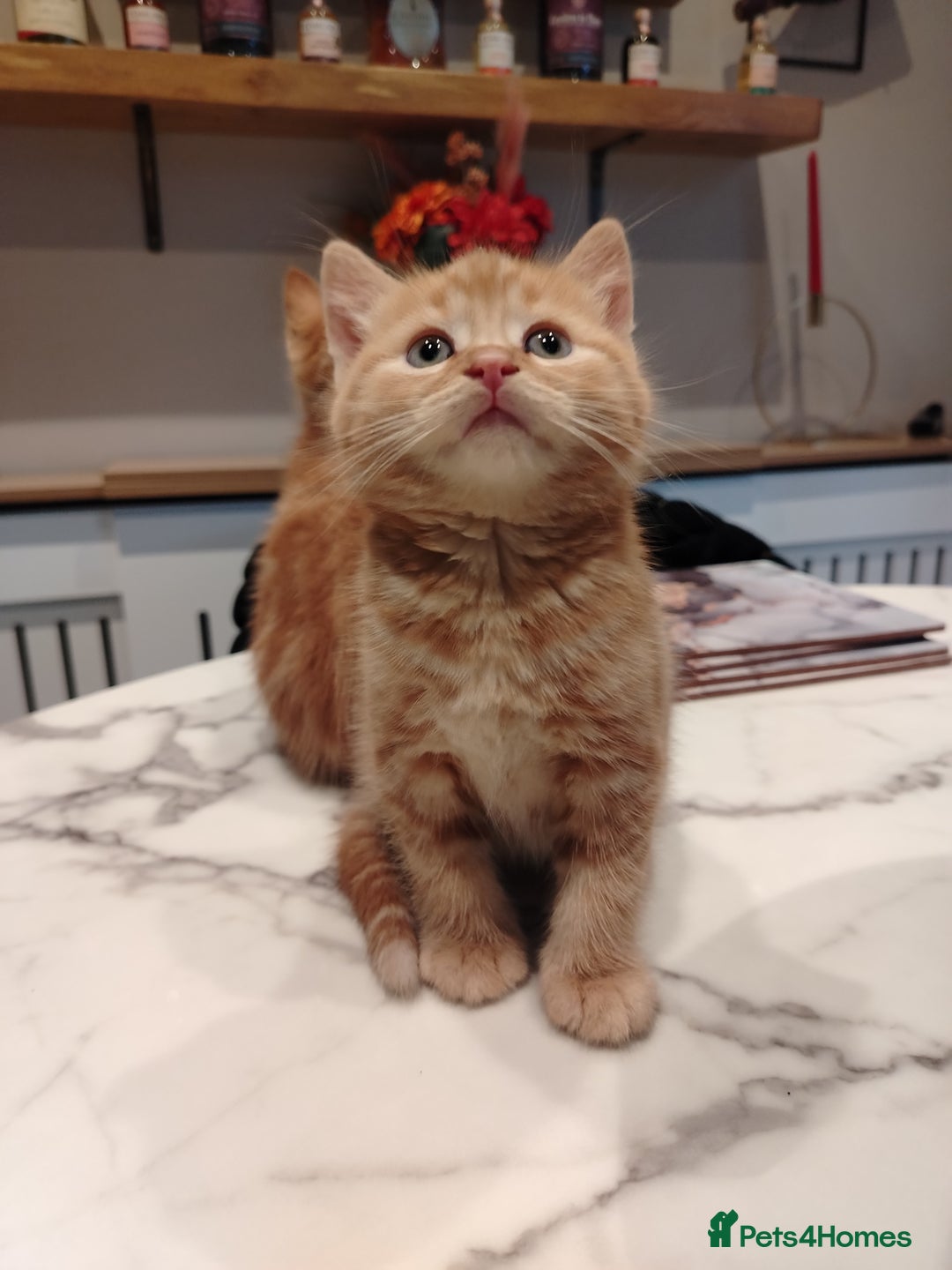 British Shorthair cats for sale: Cuddly Ginger Kitten Waiting for You 🐾 - Image 5