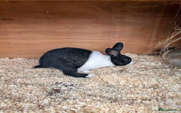 Dutch rabbits for sale: Baby Dutch Rabbits For Sale - Coventry - Image 3