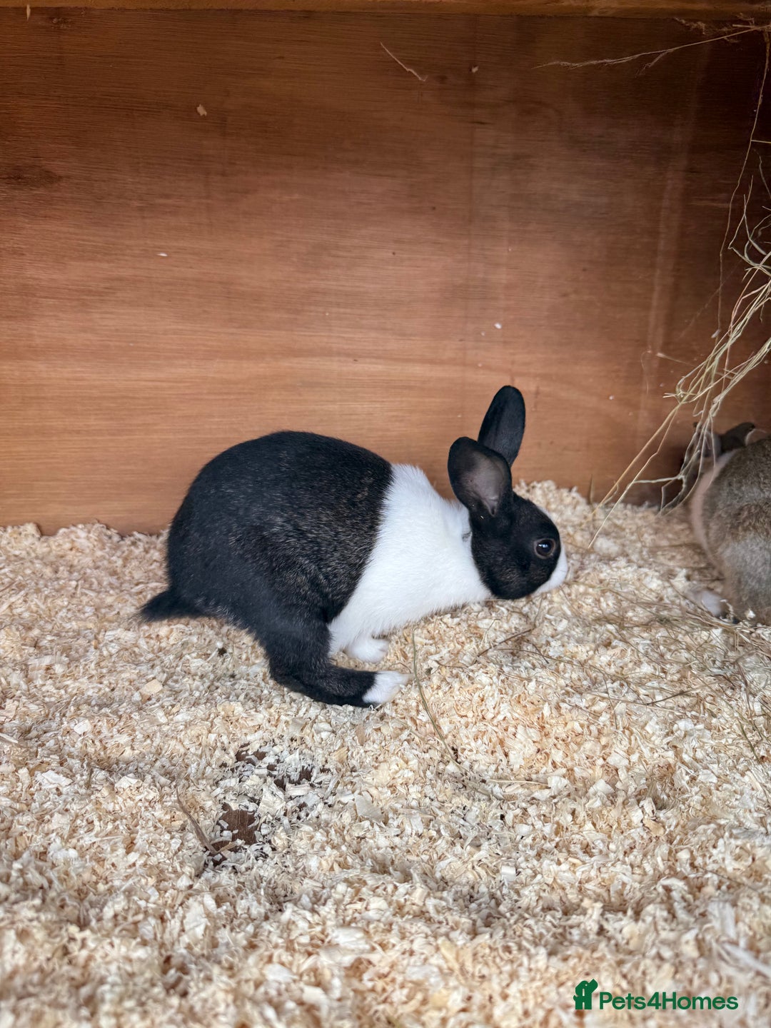Dutch rabbits for sale: Baby Dutch Rabbits For Sale - Coventry - Image 3