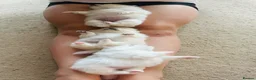 Pomeranian dogs for sale: Adorable little pom-poms looking new parents - Advert 11