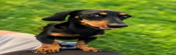 Dachshund dogs for stud: ‼️✅Dachshund for stud ✅‼️ - Advert 2
