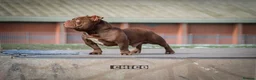 American Bully dogs for stud: Certified ladies man  - Advert 4