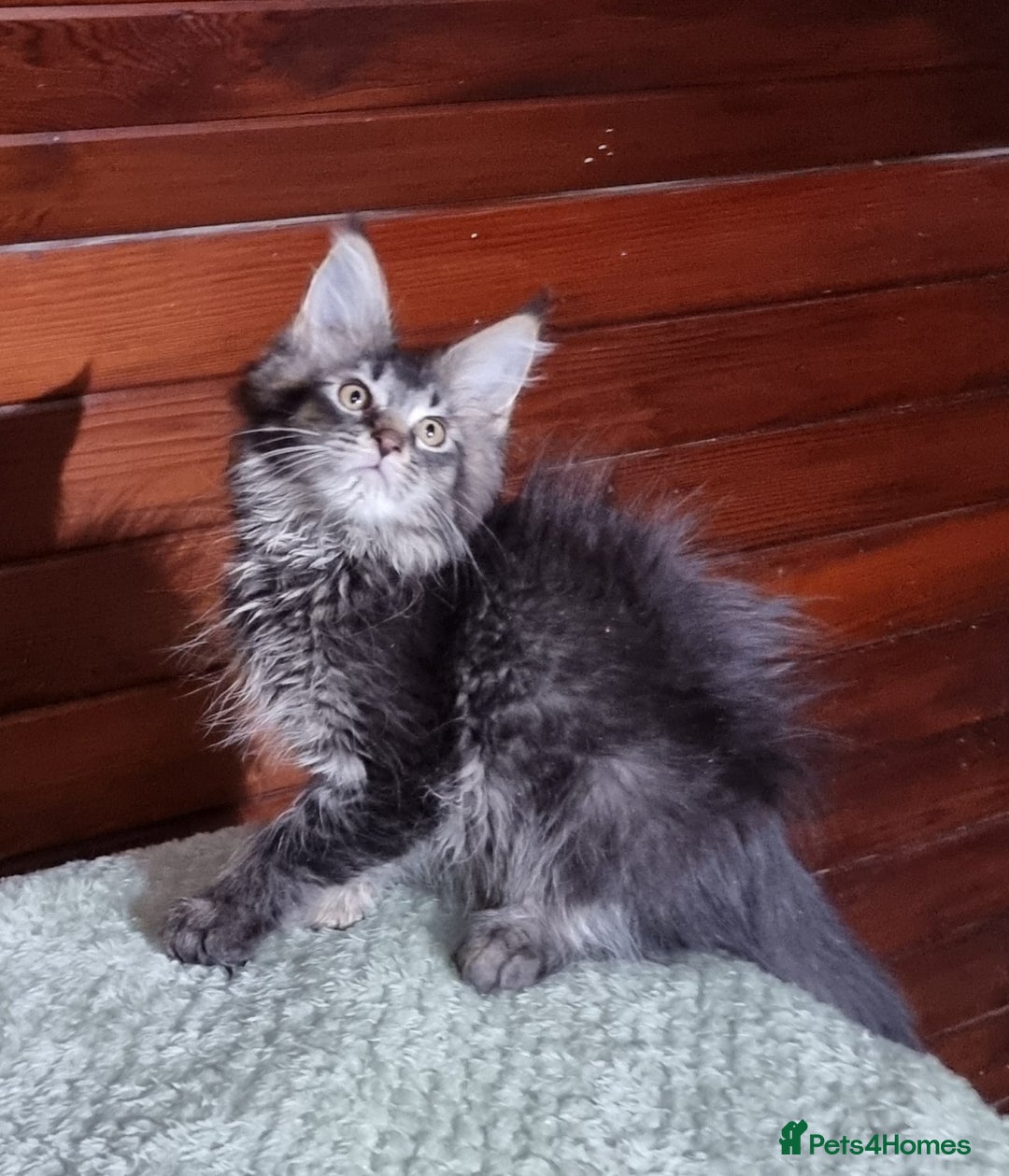 Maine Coon cats for sale: Pedigree GCCF Maine Coon Kittens for sale  - Image 19