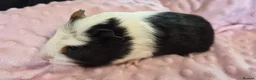 Guinea Pig rodents for sale: Beautiful female guinea pigs - Advert 14
