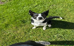 Border Collie dogs for stud: Border Collie for stud - Image 4