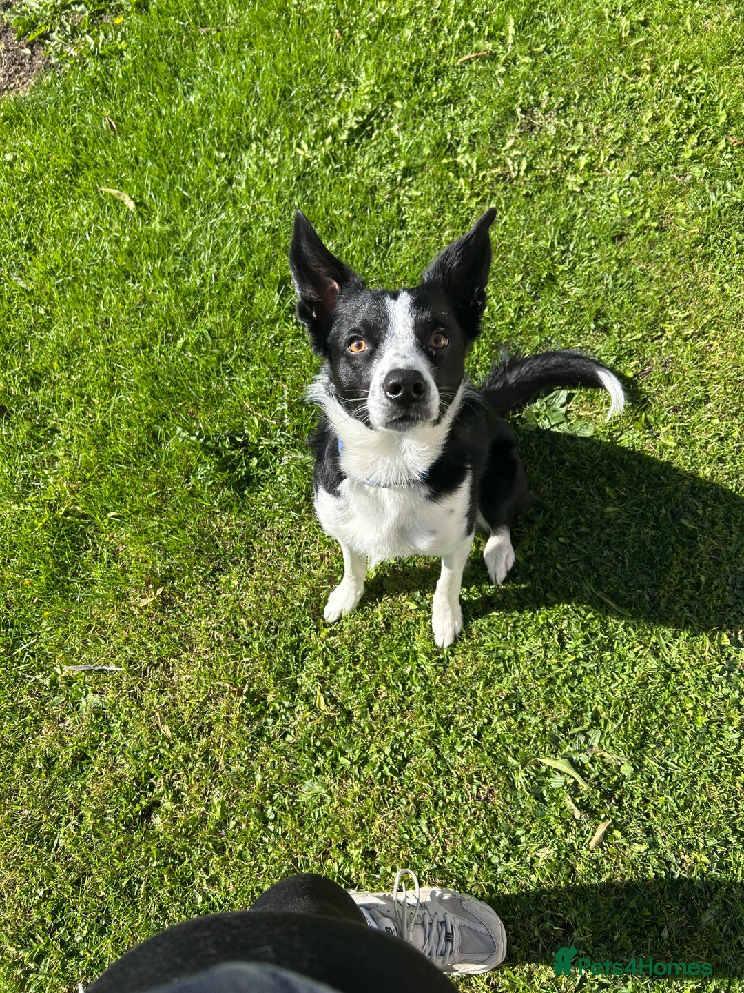 Border Collie dogs for stud: Border Collie for stud - Image 4