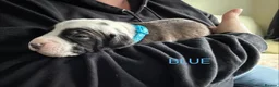 Staffordshire Bull Terrier dogs for sale: Beautiful staffy puppies in Billingshurst - Advert 9