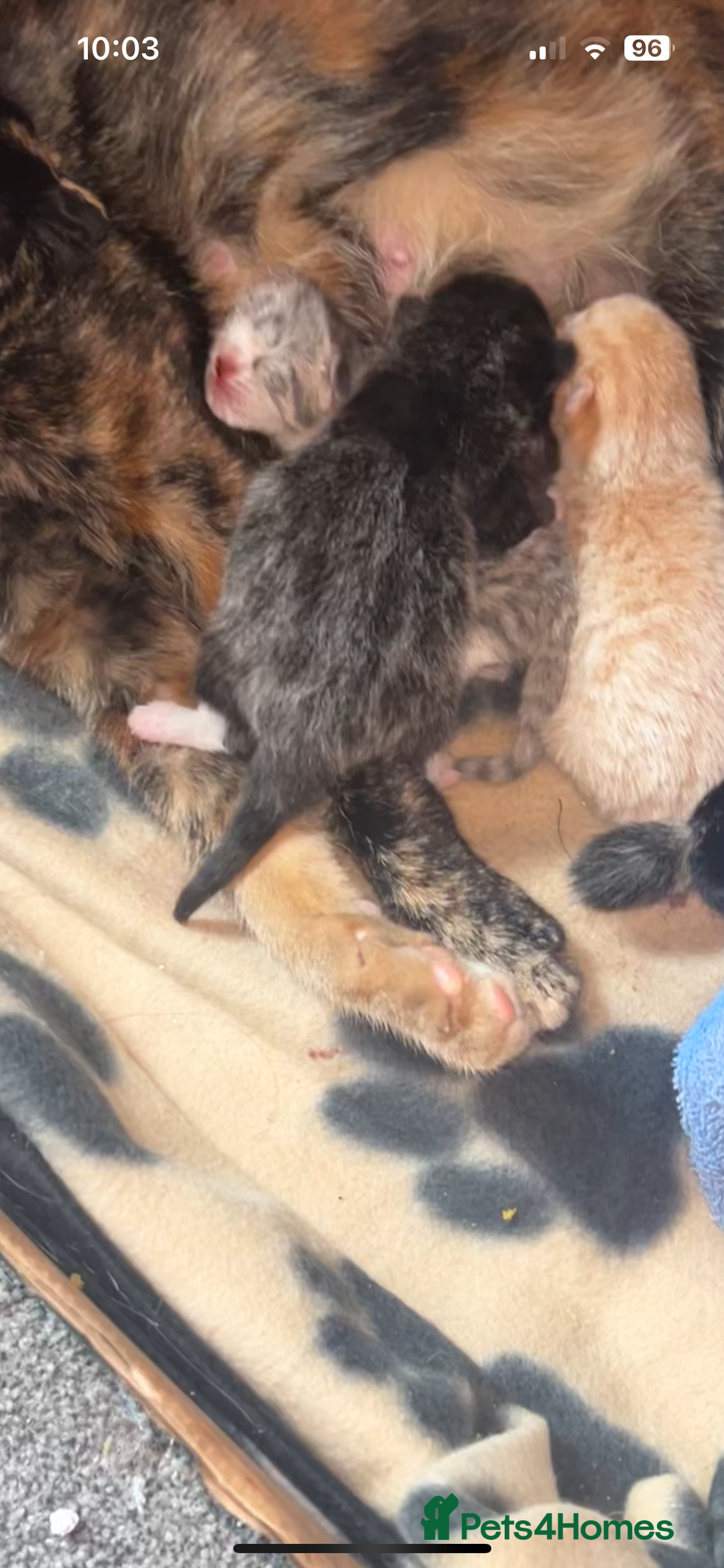 Mixed Breed cats for sale: One male ghost tabby  - Advert 1