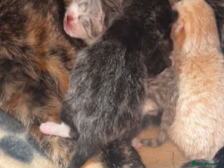 Mixed Breed cats One male ghost tabby - Advert 3