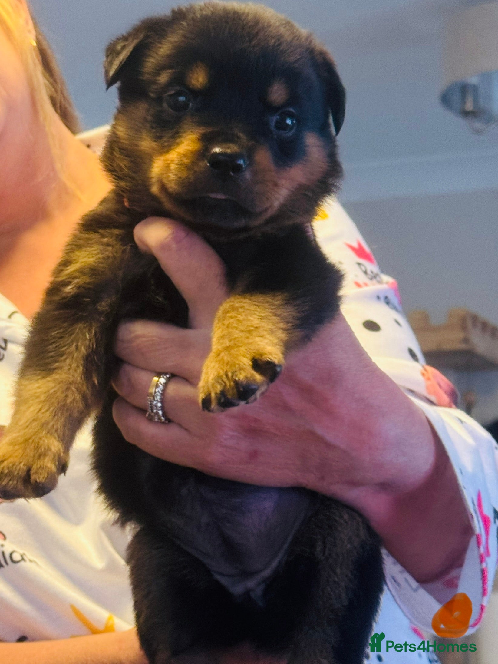 Rottweiler dogs for sale: Pedigree Rottweiler puppies for sale - Advert 28