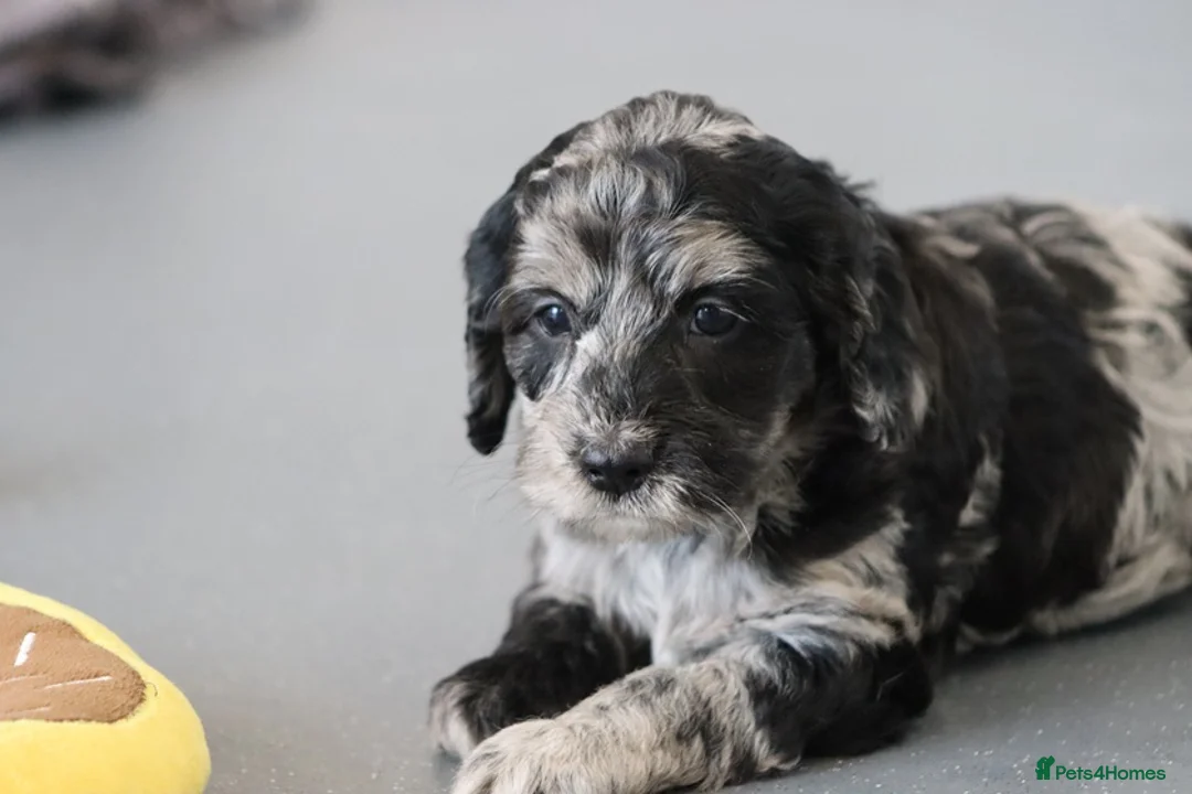 Cockapoo dogs for sale: F1 Cockapoo puppies for sale! - Advert 7