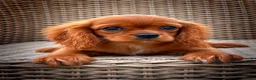 Cavalier King Charles Spaniel dogs for sale: Top Quality Cavalier Puppies  - Advert 4