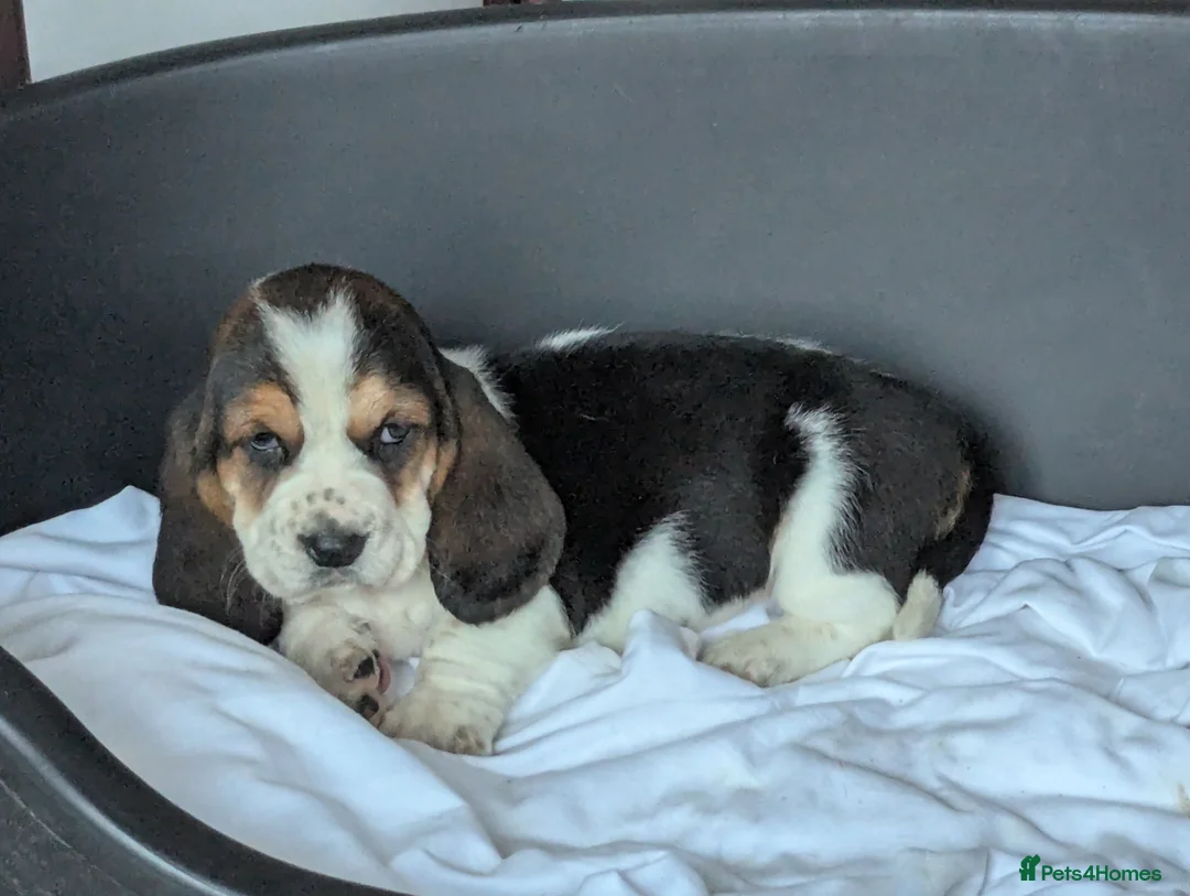 Basset Hound dogs for sale: KC REGISTERED BASSET HOUNDS  - Advert 8