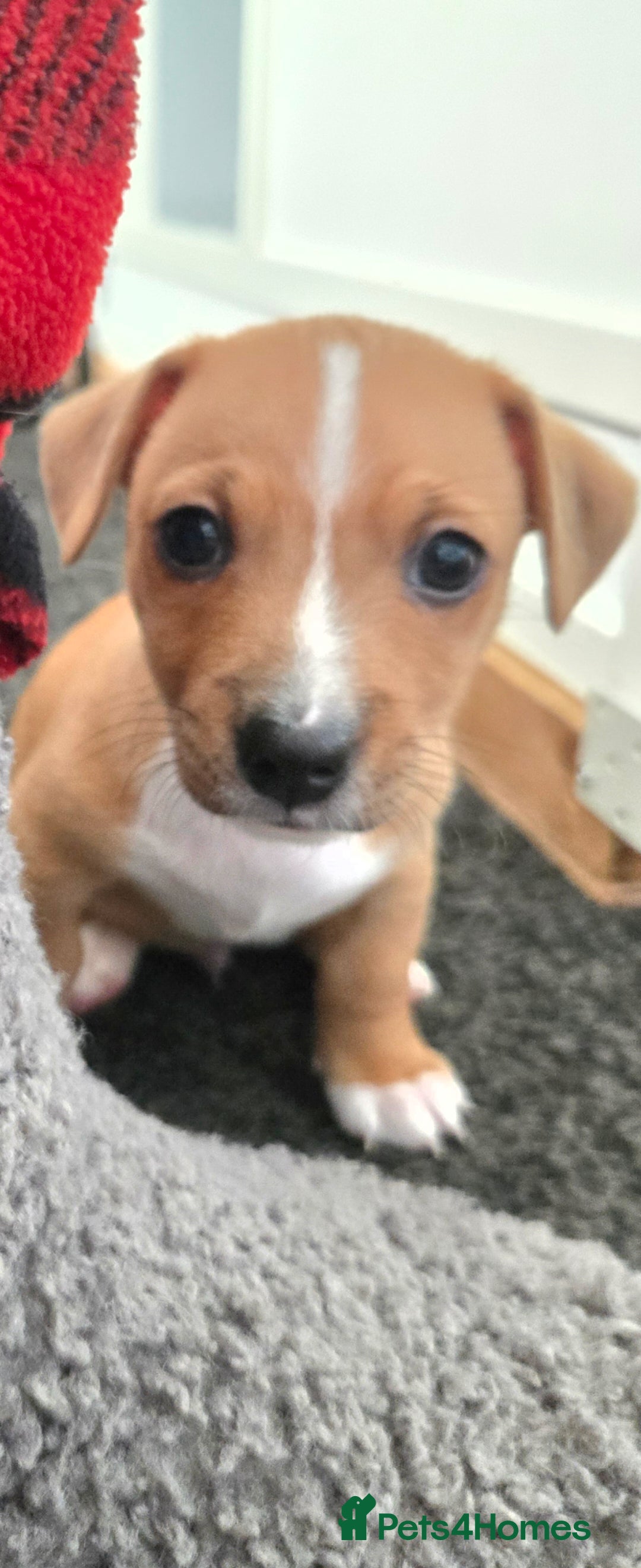 Jack Russell dogs for sale: Jack Russell puppies  - Advert 23
