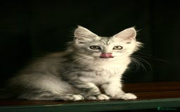 Maine Coon cats for sale: Two mainecoons kittens Sally and Harry silver - Image 2