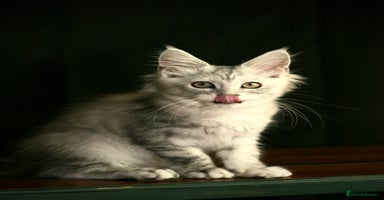 Maine Coon cats - Advert 6