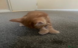 European cats for sale: Kittens for sale  - Image 11
