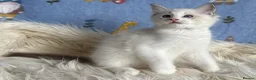 Ragdoll cats for sale: 🐾 Beautiful Ragdoll Kittens for Sale 🐾 - Advert 3