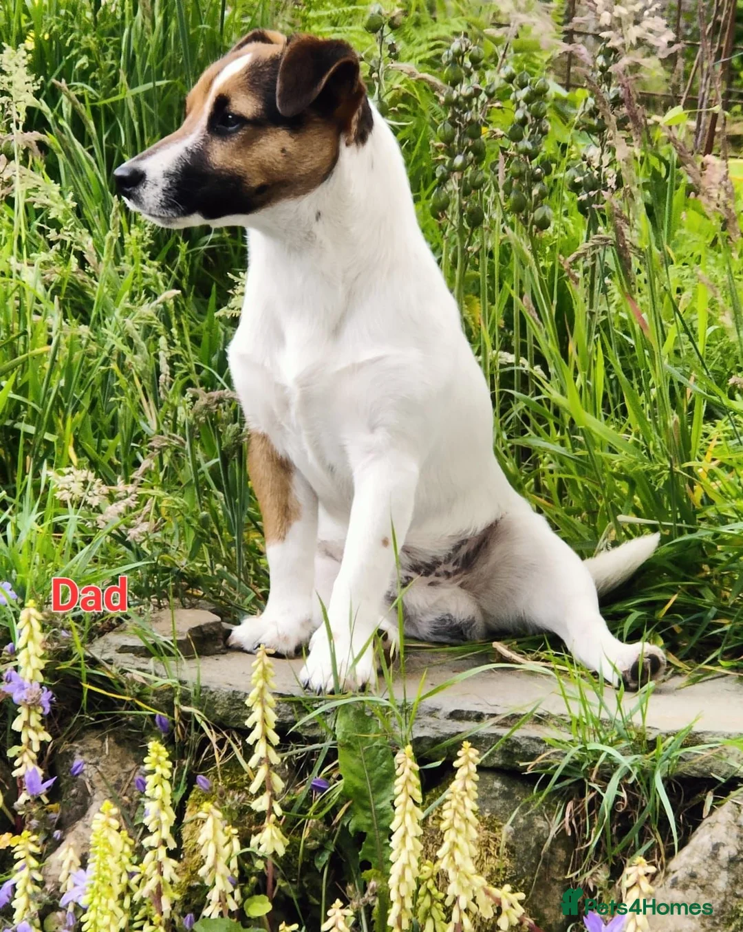 Jack Russell dogs for sale: Jack Russell puppies - Advert 2