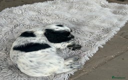 Cocker Spaniel dogs for sale: Show type- sired by Champion Lindridge Frontrunner - Image 35