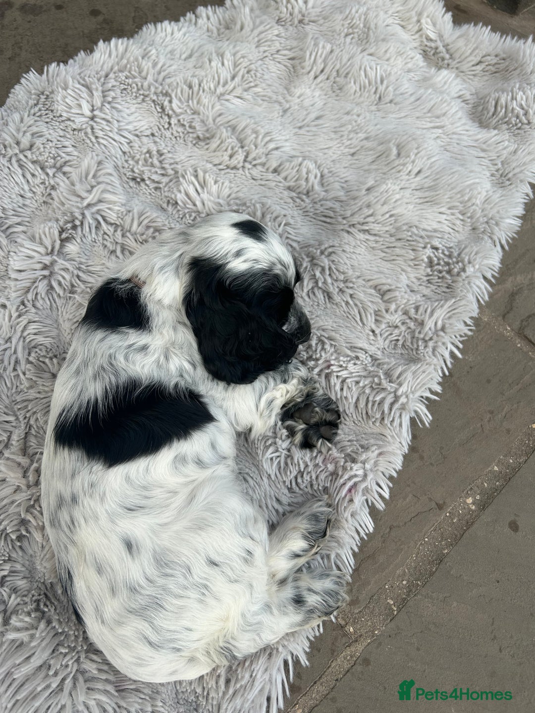 Cocker Spaniel dogs for sale: Show type- sired by Champion Lindridge Frontrunner - Image 35