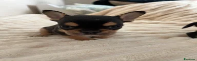 French Bulldog 1