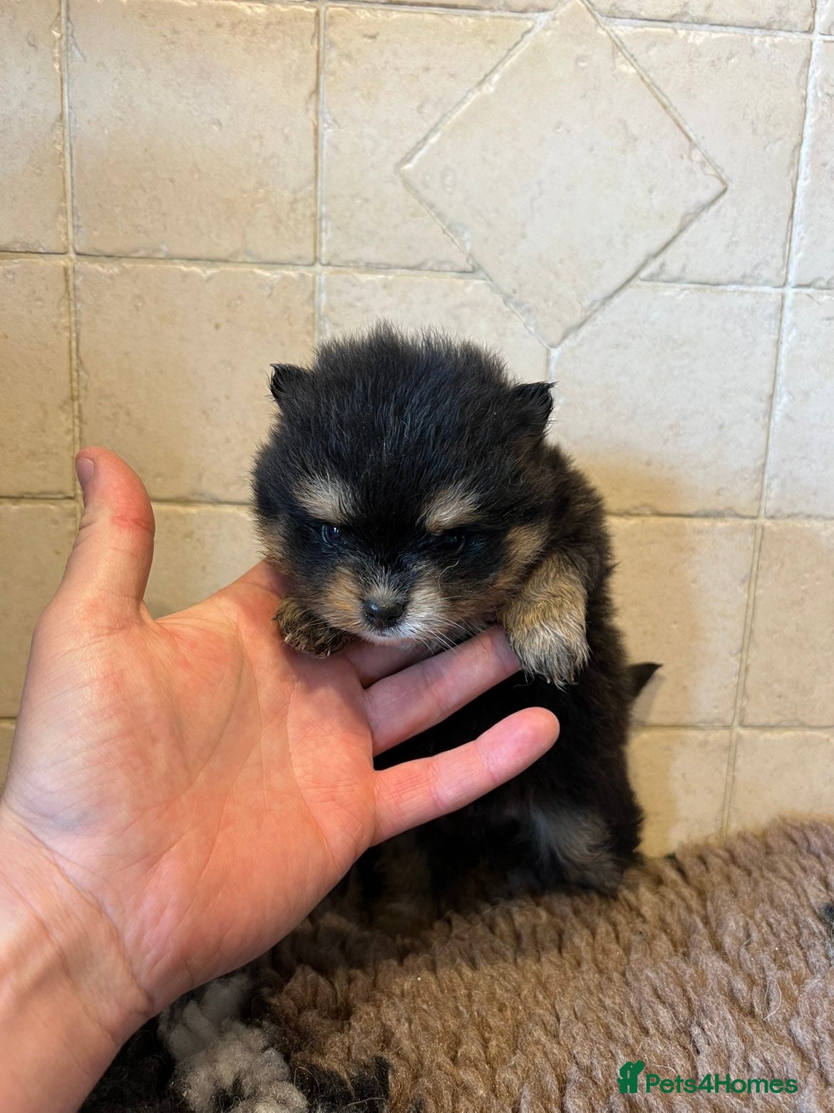 Pomsky dogs last 2 males - Advert 3