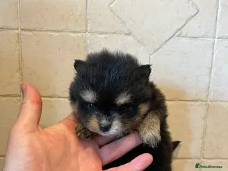 Pomsky dogs last 2 males - Advert 3
