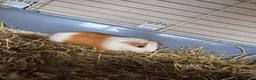 Guinea Pig rodents for sale: Gorgeous baby brothers - Advert 3
