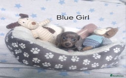 Miniature Dachshund dogs for sale: Stunning Miniature Dachshund Puppies - Image 10