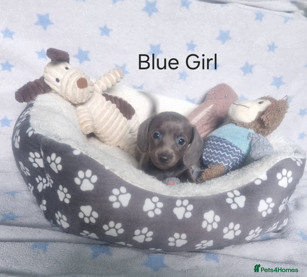 Miniature Dachshund dogs for sale: Stunning Miniature Dachshund Puppies - Image 10