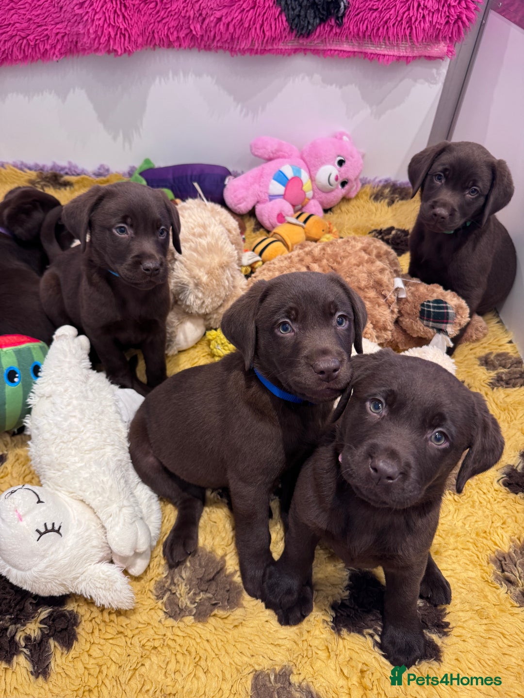 Labrador Retriever dogs for sale: Outstanding Quailty Chocolate Labrador Puppies - Advert 32